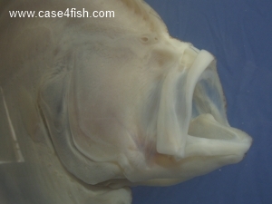 Foto Galerie/Pleuronectiformes/Scophthalmus maximus/Scophthalmus maximus_06_S.jpg